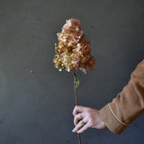 Dried Hydrangea Paniculata