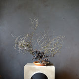 Dried Corokia Bunch