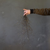 Dried Corokia Bunch