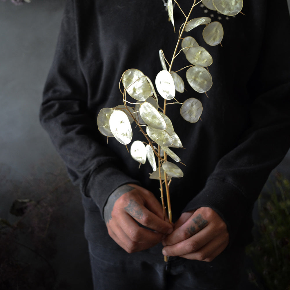 dried lunaria money plant Dried Lunaria Small – BOTANY