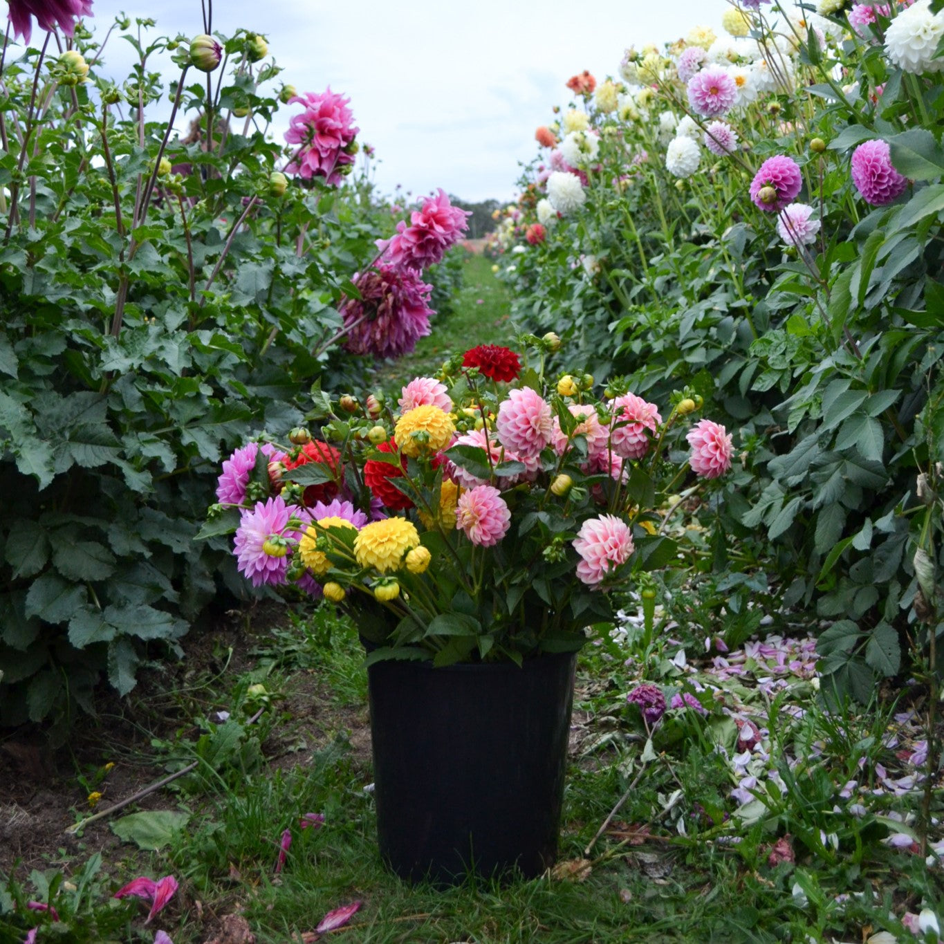 Growing Dahlias with Lorelie Merton