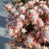 Dried Blushing Bride Pink