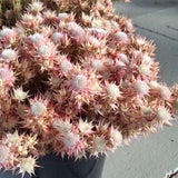 Dried Blushing Bride Pink