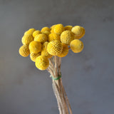 Dried Billy Buttons