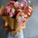 Dried Wild Paper Daisies