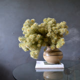 Dried Phylica