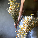 Dried Winged Everlastings