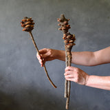 Dried Banksia Pod