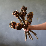 Dried Banksia Pod