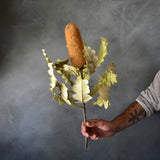 Dried Banksia Solandri