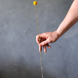 Dried Billy Buttons