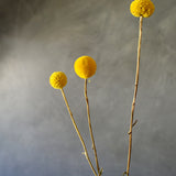 Dried Billy Buttons