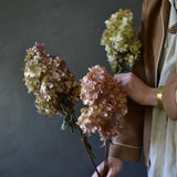 Dried Hydrangea Paniculata