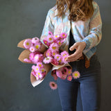 Dried Wild Paper Daisies