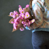 Dried Wild Paper Daisies