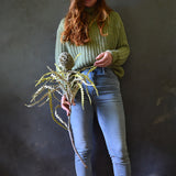 Dried Banksia Speciosa