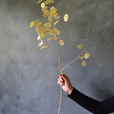 Dried Lunaria Large