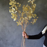 Dried Lunaria Large