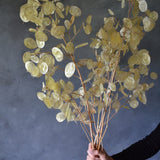 Dried Lunaria Large