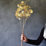 Dried Lunaria Large