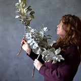 Dried Eucalyptus Macrocarpa