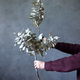 Dried Eucalyptus Macrocarpa