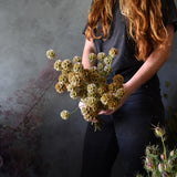 Dried Scabiosa Pods