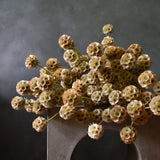 Dried Scabiosa Pods