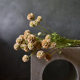 Dried Scabiosa Pods