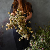 Dried Scabiosa Pods