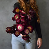 Dried Paper Daisies (purple)