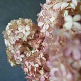 Dried Hydrangea Paniculata