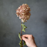 Dried Hydrangea Paniculata