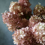 Dried Hydrangea Paniculata
