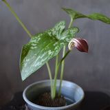 Vintage Ikebana Dish