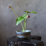 Vintage Ikebana Dish