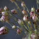 Dried Nigella Pods