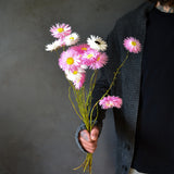 Dried Wild Paper Daisies