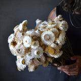 Dried Paper Daisies (white)