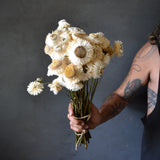 Dried Paper Daisies (white)