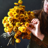 Dried Paper Daisies (yellow)