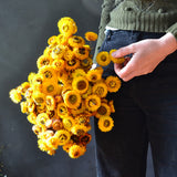 Dried Paper Daisies (yellow)