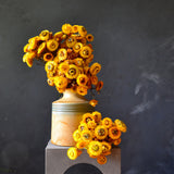 Dried Paper Daisies (yellow)