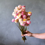 Dried Paper Daisies (pink)