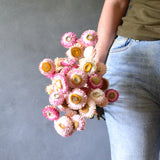 Dried Paper Daisies (pink)