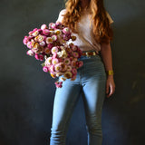 Dried Paper Daisies (pink)