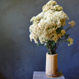 Dried Rice Flower - White