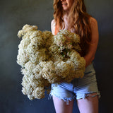 Dried Rice Flower - White