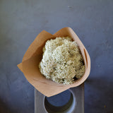 Dried Rice Flower - White