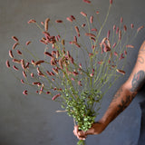 Dried Sanguisorba